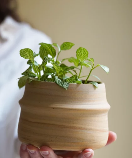 Cache pot mille-feuilles